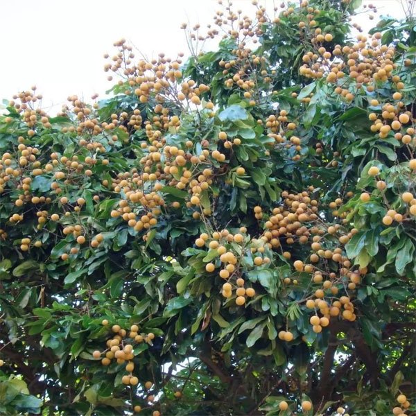 Chrysophyllum albidum (African Star Apple)